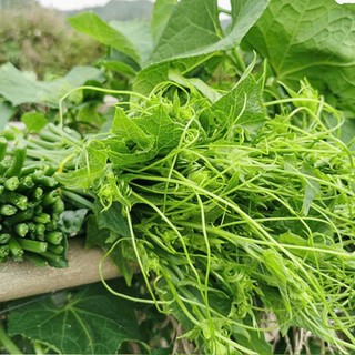 Hạt Giống Bí Siêu Ngọn – Thu Ngọn Liên Tục, Năng Suất Vượt Trội