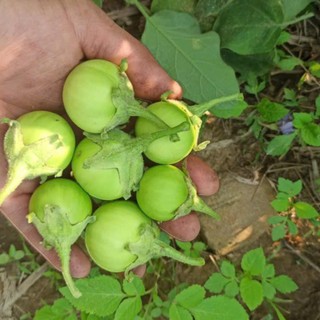 Hạt Giống Cà Pháo Xanh  – Quả Béo Tròn, Giòn Ngọt, Dễ Trồng