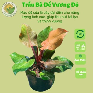 Cây Trầu Bà Đế Vương Đỏ  - Cây kiểng lá sang trọng !