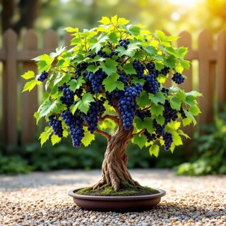 Deal Tiết Kiệm:30 Hạt Giống Nho Lùn Bonsai – Cây Cảnh Độc Đáo, Trái Thật, Trồng Chậu Siêu Đẹp