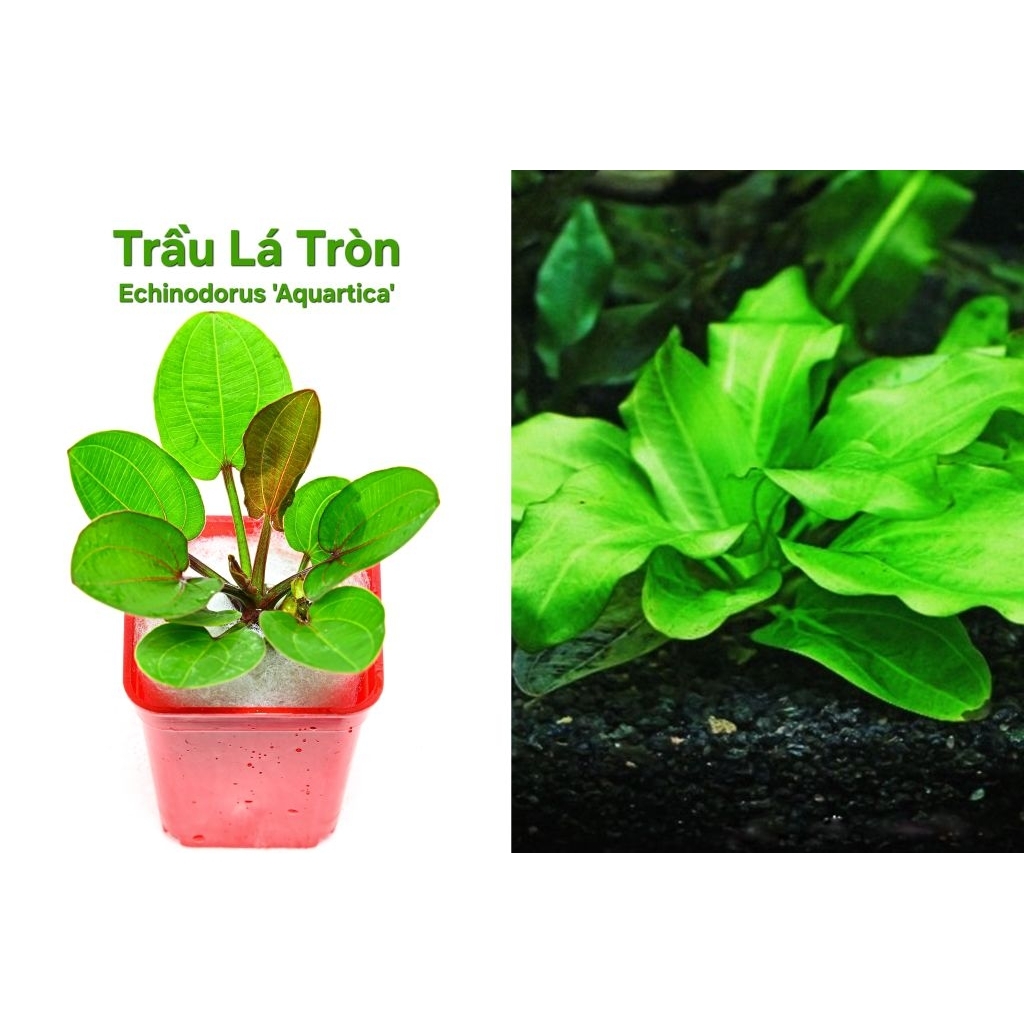 Trầu Lá Tròn-Echinodorus 'Aquatica' (1 cây)