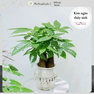 Cây Kim Ngân thủy sinh để bàn cao 30cm – thu hút tài lộc, dễ chăm, hợp bàn làm việc, trang trí sân vườn