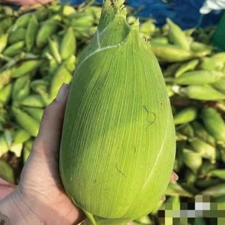 🌽 Deal Tiết Kiệm –10 Hạt Giống Ngô Nù Cổ Truyền, Ngọt Mềm, Dễ Trồng 🌽 ✅ Hạt ngô trắng tròn – ✅ Vị ngọt thanh, mềm thơm