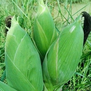 🌽 Deal Tiết Kiệm –10 Hạt Giống Ngô Nù Cổ Truyền, Ngọt Mềm, Dễ Trồng 🌽 ✅ Hạt ngô trắng tròn – ✅ Vị ngọt thanh, mềm thơm