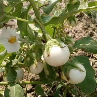 Hạt Giống Cà Pháo Trắng Cao Sản – Quả Tròn Đẹp, Giòn Ngon, Năng Suất Vượt Trội