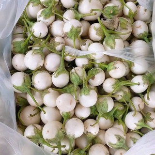 70 Hạt Giống Cà Pháo Trắng – Quả Tròn Đẹp, Giòn Ngon, Dễ Trồng Hàng CTY
