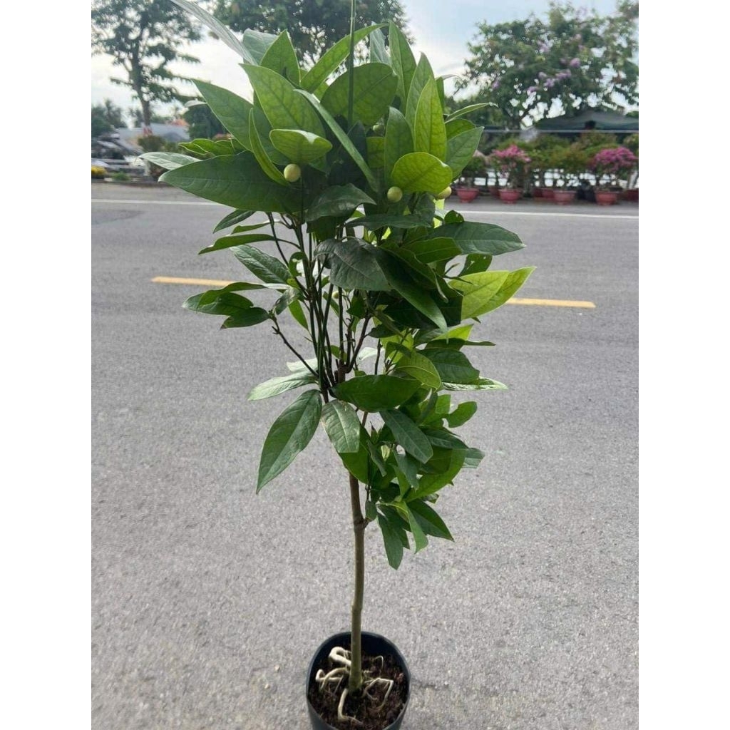 Cây 🌲 Dạ Hộp Hương đang hoa ( hương gỗ)