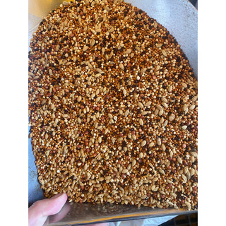   5kg  Hạt kê Cỏ thái 5 màu ,ngũ cốc cho chim cu gáy  vẹt  Yến phụng két  sáo..... 