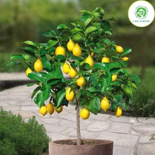 Cây chanh vàng mỹ ghép cao 70-80cm ( ảnh thật số 2).