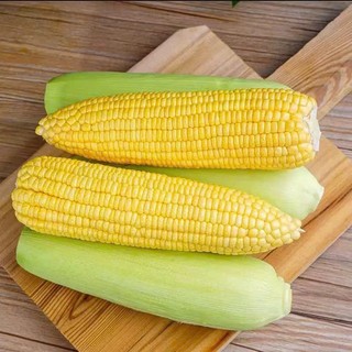 HẠT GIỐNG NGÔ NGỌT MỸ 🌽 – HẠT MỀM, NGỌT ĐẬM – NĂNG SUẤT CAO