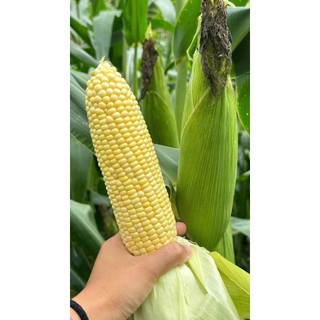 HẠT GIỐNG NGÔ NGỌT MỸ 🌽 – HẠT MỀM, NGỌT ĐẬM – NĂNG SUẤT CAO
