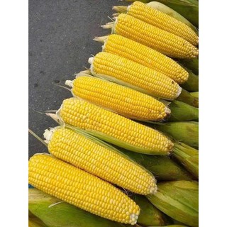 HẠT GIỐNG NGÔ NGỌT MỸ 🌽 – HẠT MỀM, NGỌT ĐẬM – NĂNG SUẤT CAO