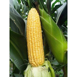 HẠT GIỐNG NGÔ NGỌT MỸ 🌽 – HẠT MỀM, NGỌT ĐẬM – NĂNG SUẤT CAO