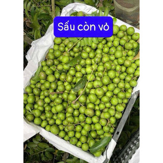 Sấu Bắc cuối mùa xanh ương - sấu tươi còn vỏ, chà vỏ, hút ép chân không (hoả tốc tphcm)