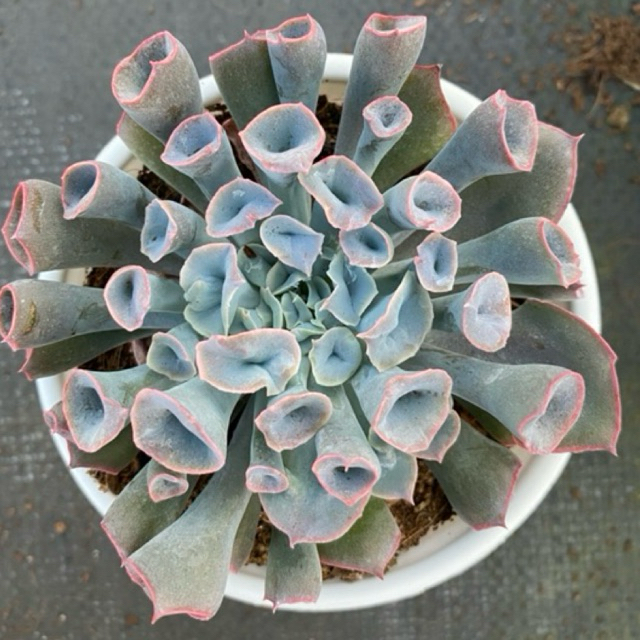 Sen đá Trumpet LINHDAN GARDEN. Size chậu 10cm, lỗi 1 đổi 1