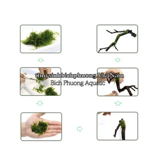 CƯỚC TÀNG HÌNH BUỘC RÊU - CỐ ĐỊNH CÂY THỦY SINH LÊN ĐÁ LŨA SỢI MỎNG TRONG SUỐT