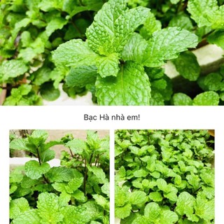 Hạt Giống Húng Lũi (Bạc Hà Ta) Thơm Mát – Dễ Trồng