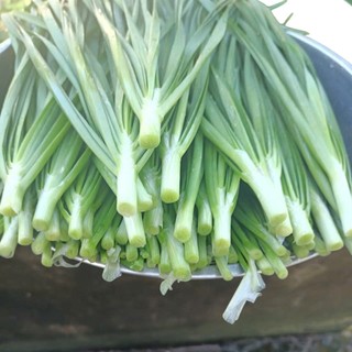 Deal Tiết Kiệm –100 Hạt Giống Hẹ Xanh Cao Sản Chất Lượng Cao 🌿 ✅ Dễ trồng – ✅ Lá xanh mướt – ✅ Thu hoạch liên tục