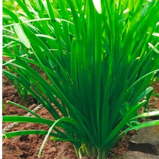 Deal Tiết Kiệm –100 Hạt Giống Hẹ Xanh Cao Sản Chất Lượng Cao 🌿 ✅ Dễ trồng – ✅ Lá xanh mướt – ✅ Thu hoạch liên tục