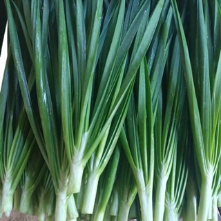 Deal Tiết Kiệm –100 Hạt Giống Hẹ Xanh Cao Sản Chất Lượng Cao 🌿 ✅ Dễ trồng – ✅ Lá xanh mướt – ✅ Thu hoạch liên tục