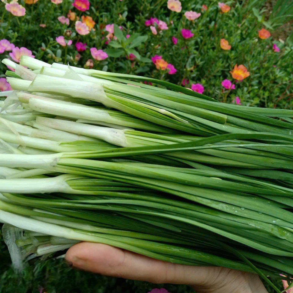 Deal Tiết Kiệm –100 Hạt Giống Hẹ Xanh Cao Sản Chất Lượng Cao 🌿 ✅ Dễ trồng – ✅ Lá xanh mướt – ✅ Thu hoạch liên tục