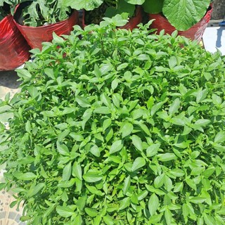 Hạt Giống Rau Húng Quế Thơm Nồng Đặc Trưng – Gia Vị Chuẩn Việt – Dễ Trồng Mọi Nhà