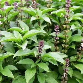 Hạt Giống Rau Húng Quế Thơm Nồng Đặc Trưng – Gia Vị Chuẩn Việt – Dễ Trồng Mọi Nhà