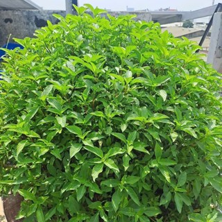 Hạt Giống Rau Húng Quế Thơm Nồng Đặc Trưng – Gia Vị Chuẩn Việt – Dễ Trồng Mọi Nhà