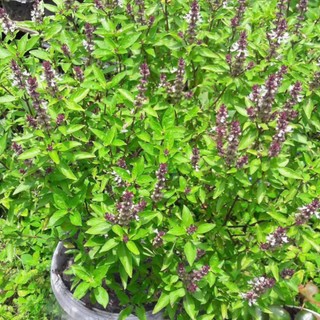 Hạt Giống Rau Húng Quế Thơm Nồng Đặc Trưng – Gia Vị Chuẩn Việt – Dễ Trồng Mọi Nhà