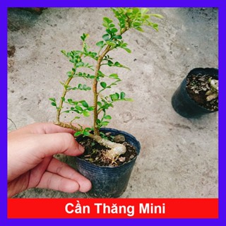  Chậu Cây Cần Thăng Bonsai Mini - cây bonsai mini trang trí tiểu cảnh - hoa cây cảnh 