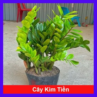 Chậu Cây Kim Tiền - Cây Kim Phát Tài - Cao 40-50cm - Mang Lại Tài Lộc và Thịnh Vượng - hoa cây cảnh