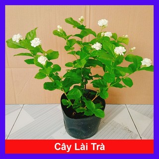 Chậu hoa nhài (cây lài trà) hoa nở quanh năm hương thơm dễ chịu - hoa cây cảnh
