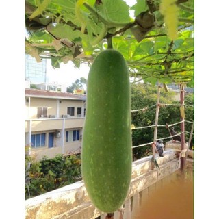 Hạt Giống Bí Đao Chanh –Vỏ Xanh Nhạt, Thịt Ngon Ngọt