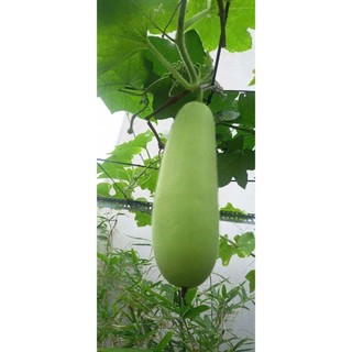 Hạt Giống Bí Đao Chanh –Vỏ Xanh Nhạt, Thịt Ngon Ngọt