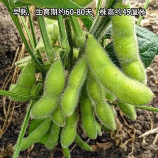 Deal Tiết Kiệm 1k - 15 Hạt Giống Đậu Nành Cao Sản – Giống Đậu Chọn Lọc, Năng Suất Vượt Trội