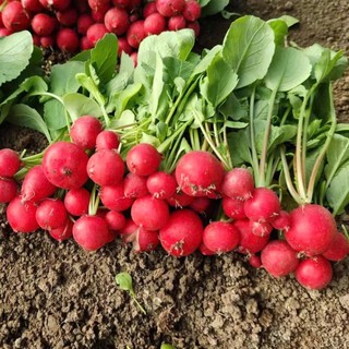 Hạt Giống Củ Cải Đỏ Cherry – Giòn Ngọt, Màu Đẹp, Dễ Trồng