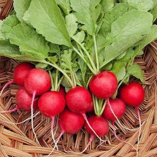 Hạt Giống Củ Cải Đỏ Cherry – Giòn Ngọt, Màu Đẹp, Dễ Trồng