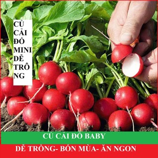 Hạt Giống Củ Cải Đỏ Cherry – Giòn Ngọt, Màu Đẹp, Dễ Trồng