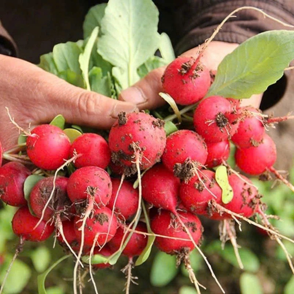 Hạt Giống Củ Cải Đỏ Cherry – Giòn Ngọt, Màu Đẹp, Dễ Trồng