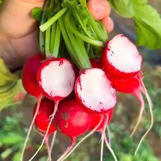 Hạt Giống Củ Cải Đỏ Cherry – Giòn Ngọt, Màu Đẹp, Dễ Trồng
