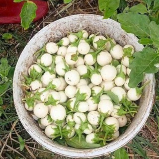 Hạt Giống Cà Pháo Trắng Cao Sản – Quả Tròn Đẹp, Giòn Ngon, Năng Suất Vượt Trội