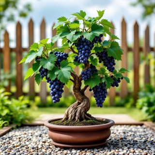Deal Tiết Kiệm:30 Hạt Giống Nho Lùn Bonsai – Cây Cảnh Độc Đáo, Trái Thật, Trồng Chậu Siêu Đẹp