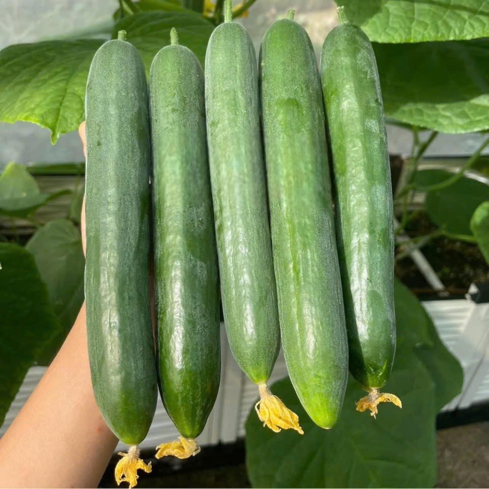 Hạt Giống Dưa Chuột Không Hạt – Ăn Giòn Mát, Dễ Trồng, Năng Suất Cao