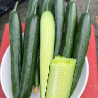 Hạt Giống Dưa Chuột Không Hạt – Ăn Giòn Mát, Dễ Trồng, Năng Suất Cao