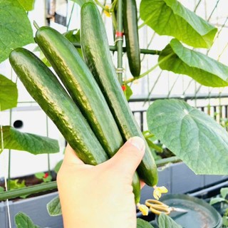 Hạt Giống Dưa Chuột Không Hạt – Ăn Giòn Mát, Dễ Trồng, Năng Suất Cao