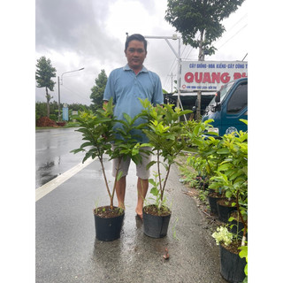 CÂY TO - ỔI TRÂN CHÂU - ĐANG CHO TRÁI