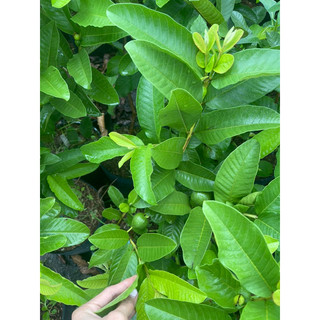 CÂY TO - ỔI TRÂN CHÂU - ĐANG CHO TRÁI