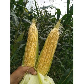 HẠT GIỐNG NGÔ NGỌT MỸ 🌽 – HẠT MỀM, NGỌT ĐẬM – NĂNG SUẤT CAO