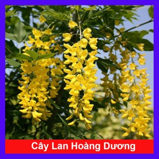  Chậu Lan Hoàng Dương  chuỗi ngọc hoa vàng  - cây leo rũ cây cảnh sân vườn - hoa cây cảnh 