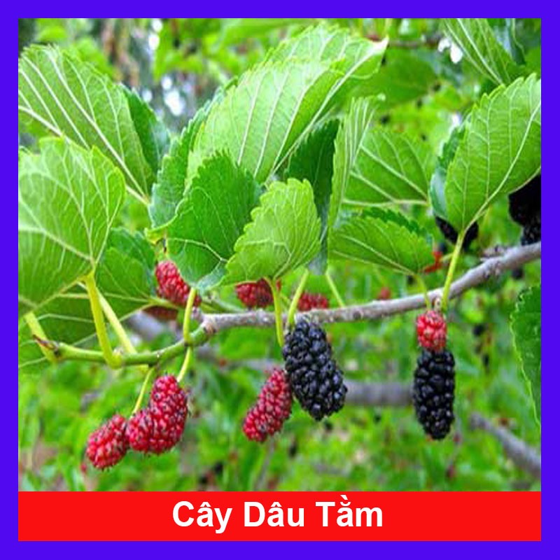 Chậu Cây Dâu Tằm - cây ăn quả - đang hoặc chuẩn bị cho trái - hoa cây cảnh